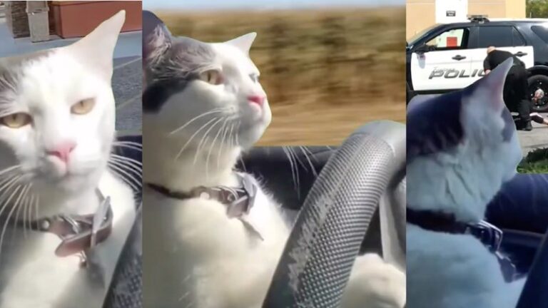 Cat Car Driving CapCut Template